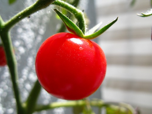 The Pomodoro Technique: How A Tomato Could Make You Much More Productive Photo